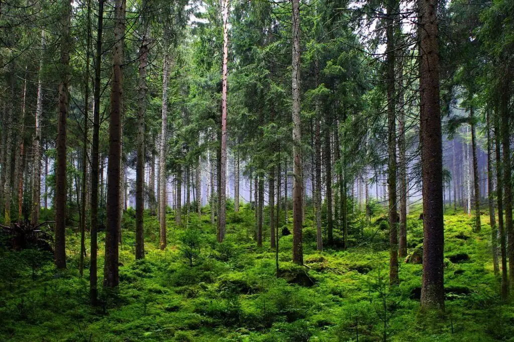 Bosque
